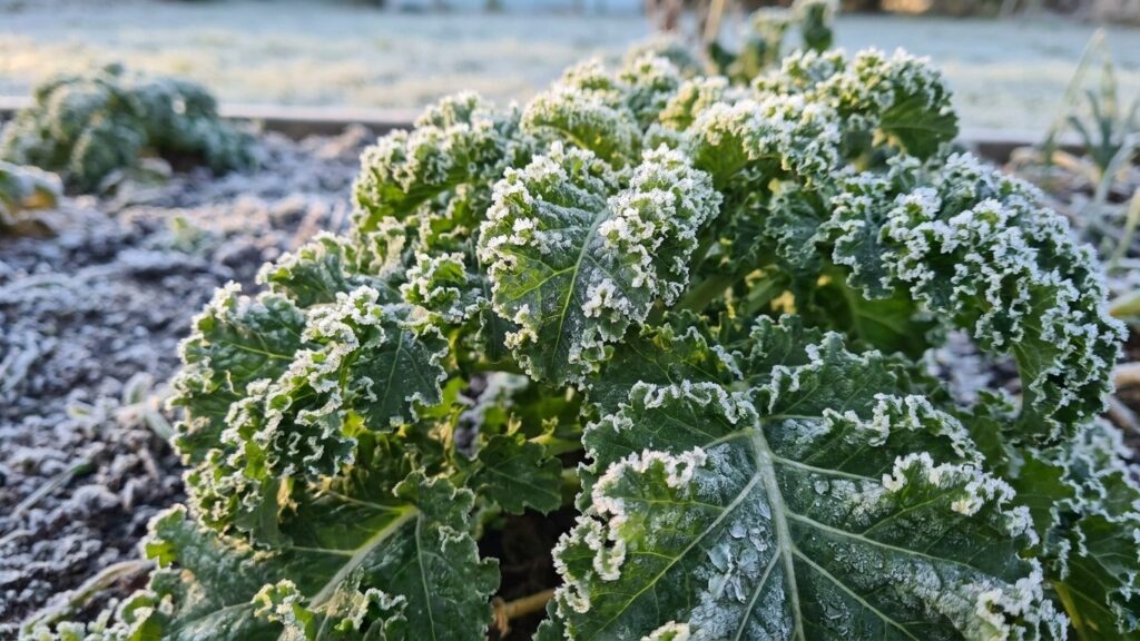 pourquoi cultiver des légumes d'hiver sans protection ?
