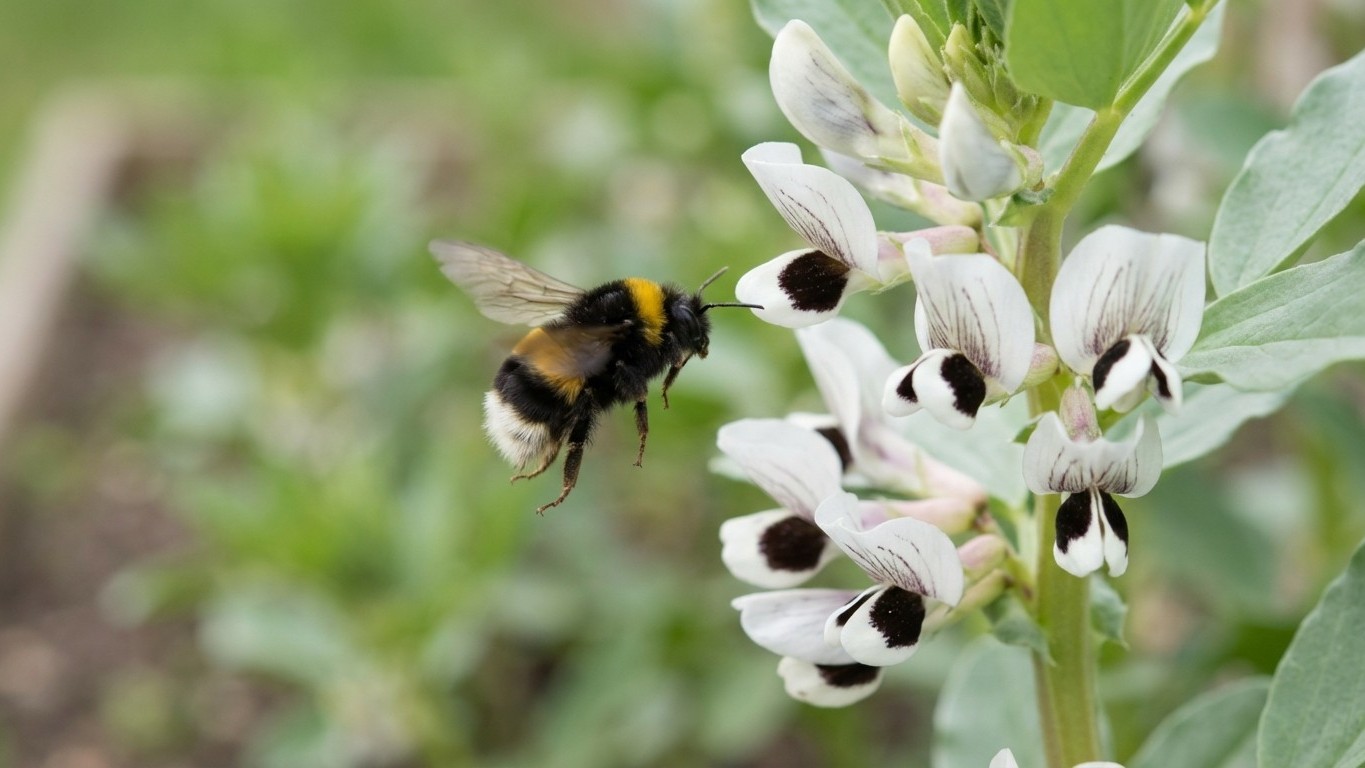 Ces légumes attirent les pollinisateurs et dopent tout ce qui pousse à côté : les paysagistes les plantent toujours en mars
