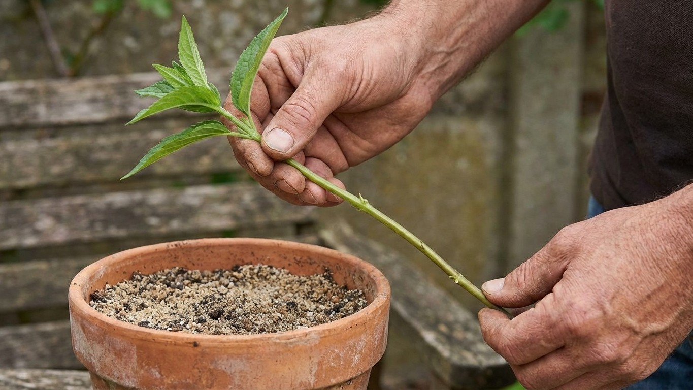 Les anciens ne payaient jamais pour multiplier leurs plants : la méthode oubliée qui fonctionne dès mars