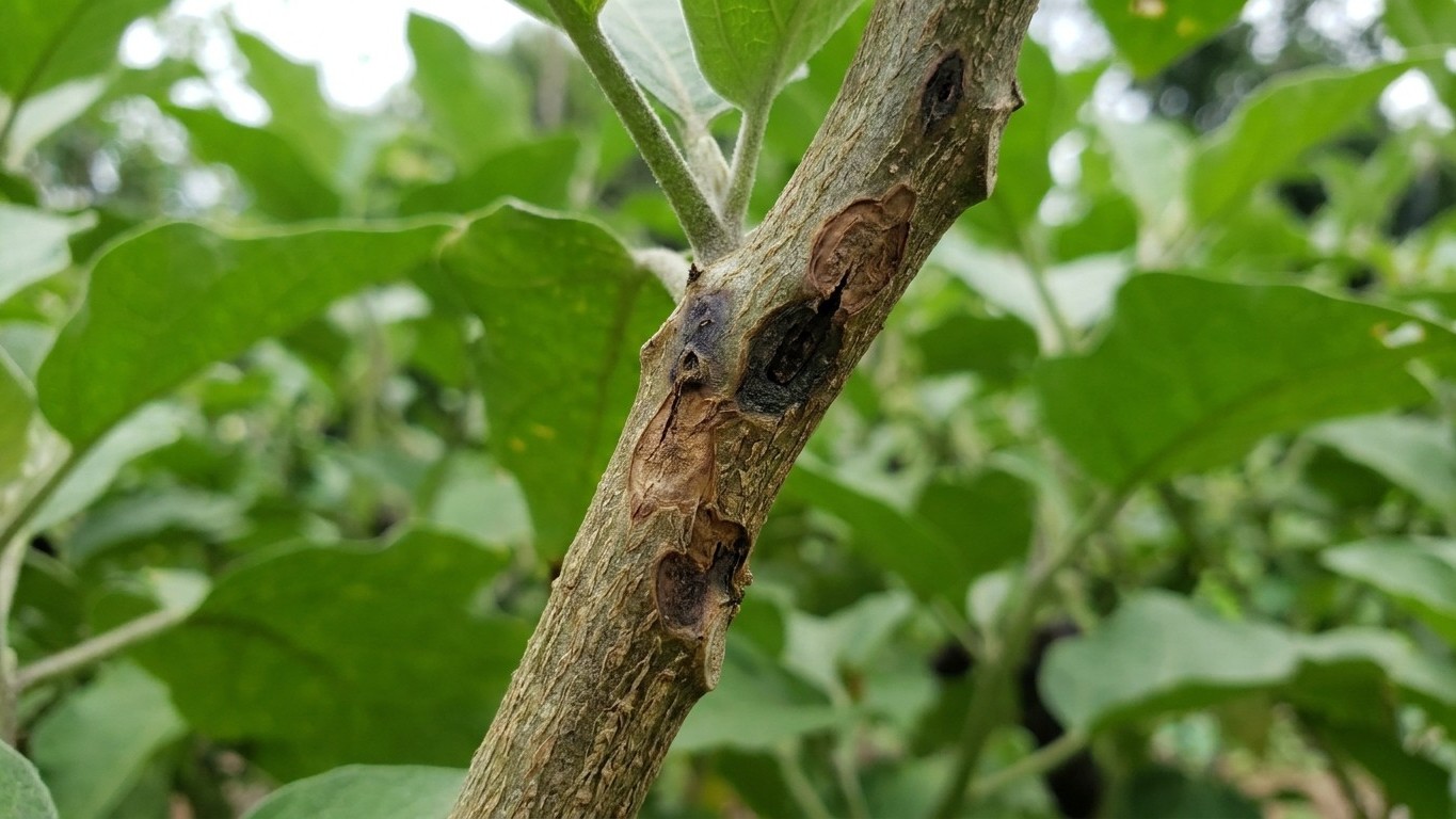 J'arrosais mes aubergines en pluie fine pour ne pas les brusquer : en 5 jours sous la chaleur, les tiges ont noirci et il ...