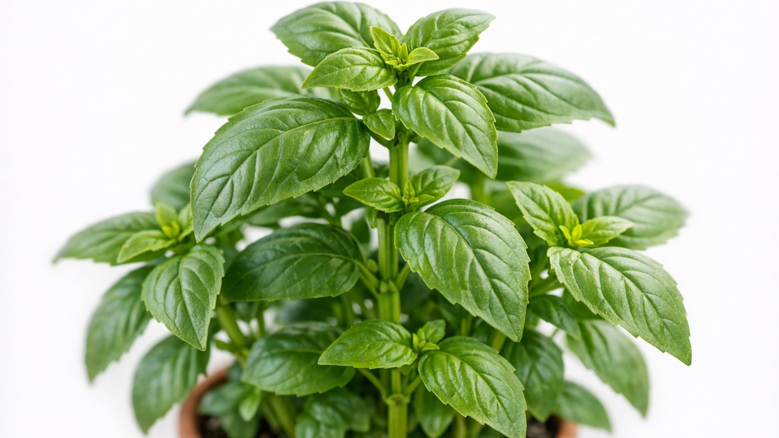 Je cueillais toujours les grandes feuilles du bas de mon basilic : au bout de 8 jours, des fleurs sont apparues et il n'av...