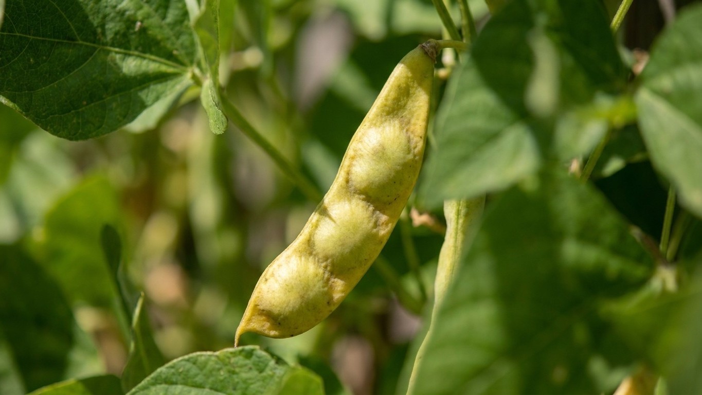 Je laissais quelques gousses de haricots verts mûrir sur les plants sans y penser : un maraîcher m'a montré ce que ces oub...