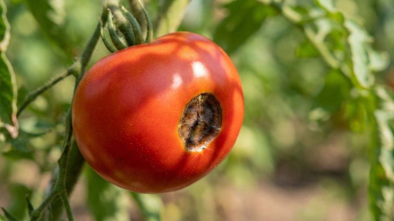 « Je pensais bien faire en traitant mes tomates contre le cul noir » : pourquoi cette tache noire à 33°C trahit une carenc...