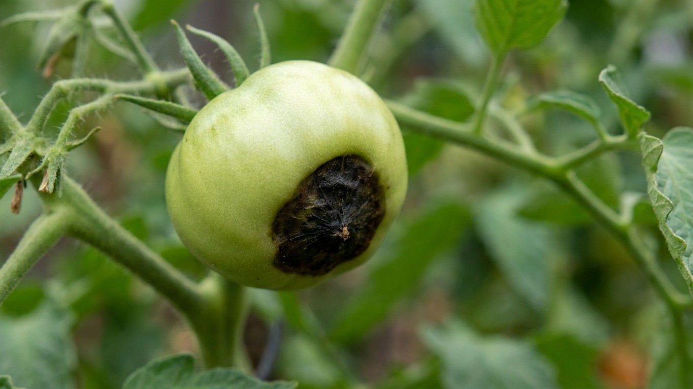 « Je pensais que c'était un champignon » : pourquoi la tache noire sous mes tomates de juillet n'avait rien à voir avec un...