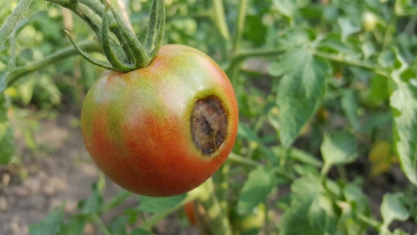 « Je pensais que mes tomates avaient attrapé une maladie » : pourquoi cette tache brune sous les fruits ne se soigne avec ...