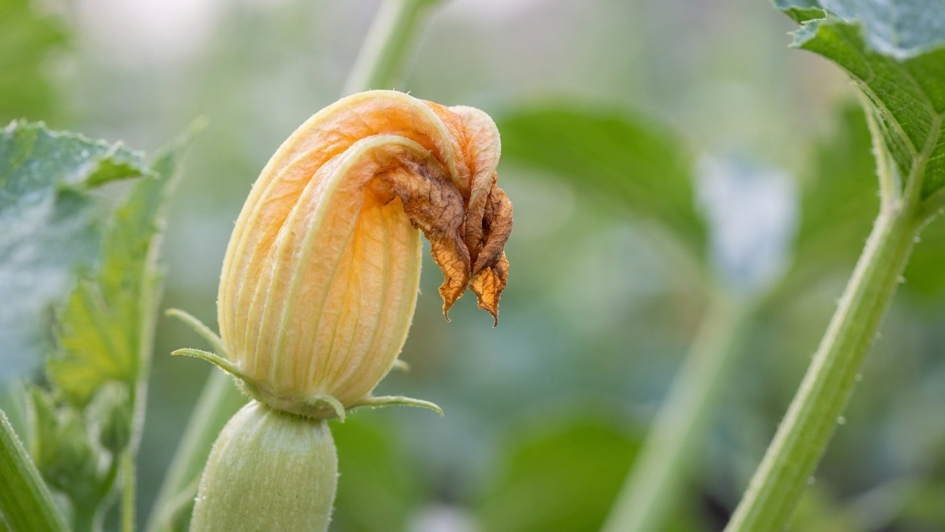 Mes courgettes fleurissaient sans donner un seul fruit sous la canicule : le matin où j'ai regardé les fleurs de près, j'a...