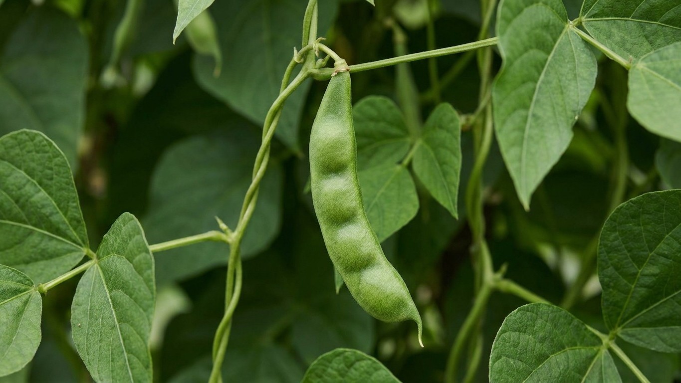 « Mes haricots ont arrêté de fleurir du jour au lendemain » : ce que ces quelques gousses oubliées sur le plant commandent...