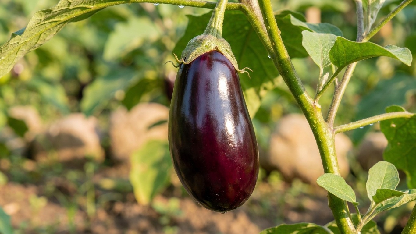 Si la peau de vos aubergines devient mate en été, ce n'est pas un signe de maturité : et attendre encore serait la pire er...