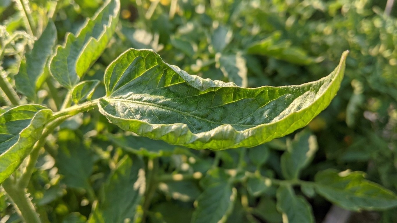 Si les feuilles de vos tomates s'enroulent en cuillère en juillet, ce n'est pas un virus : et arracher vos plants serait l...