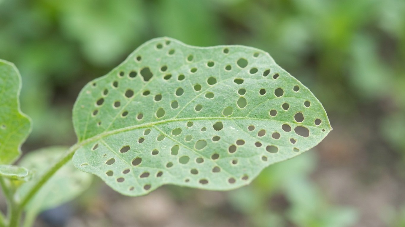 Si vos jeunes plants d'aubergine se criblent de trous ronds de 2 mm, ce n'est pas un manque d'eau : et couper les feuilles...