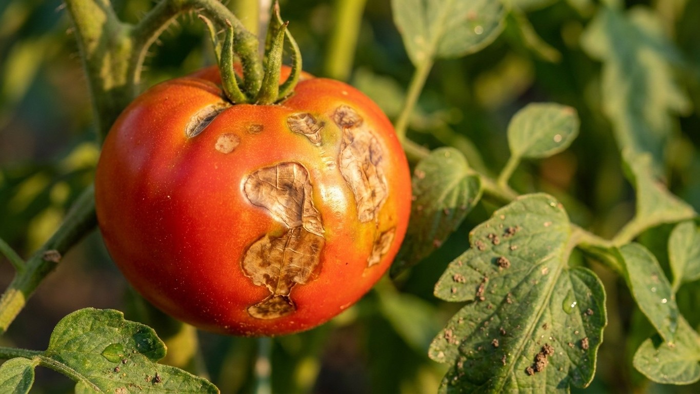 J'ai effeuillé mes pieds de tomates à fond mi-août juste pour qu'elles rougissent plus vite : à la cueillette suivante, il...