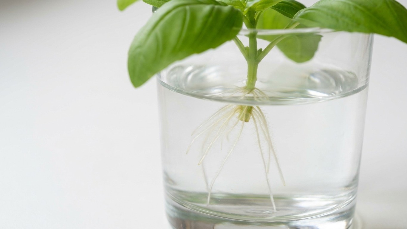 J'ai laissé mes boutures de basilic trois semaines dans leur verre d'eau juste pour avoir de belles racines bien longues :...