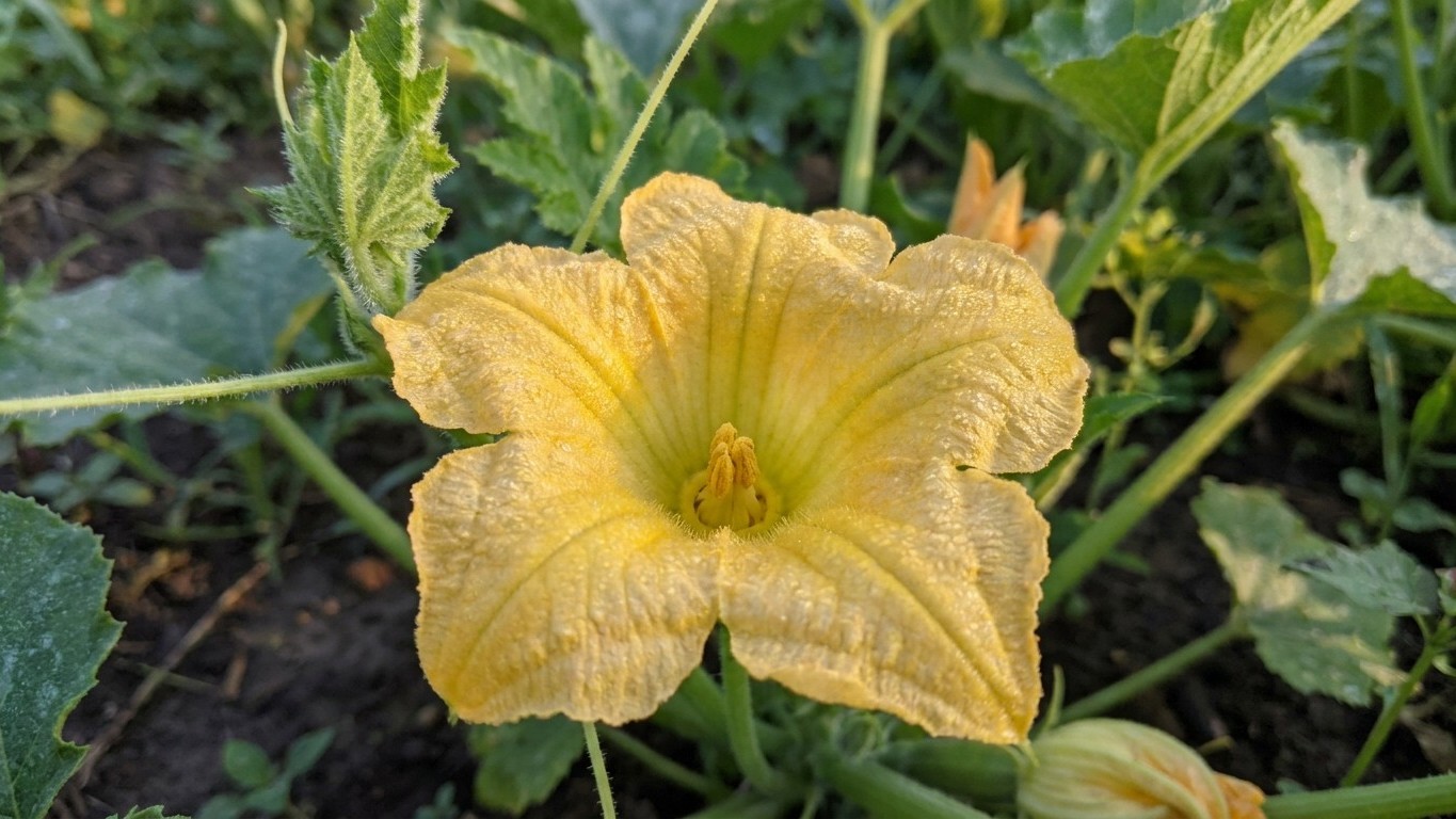 J'ai pollinisé mes fleurs de courgette à la main en plein milieu de la journée juste pour être sûr d'avoir des fruits : un...