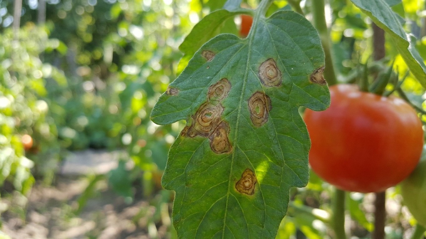 Mon voisin ramasse toutes ses tomates encore vertes dès la première tache sur les feuilles du bas et ce n'est pas pour les...