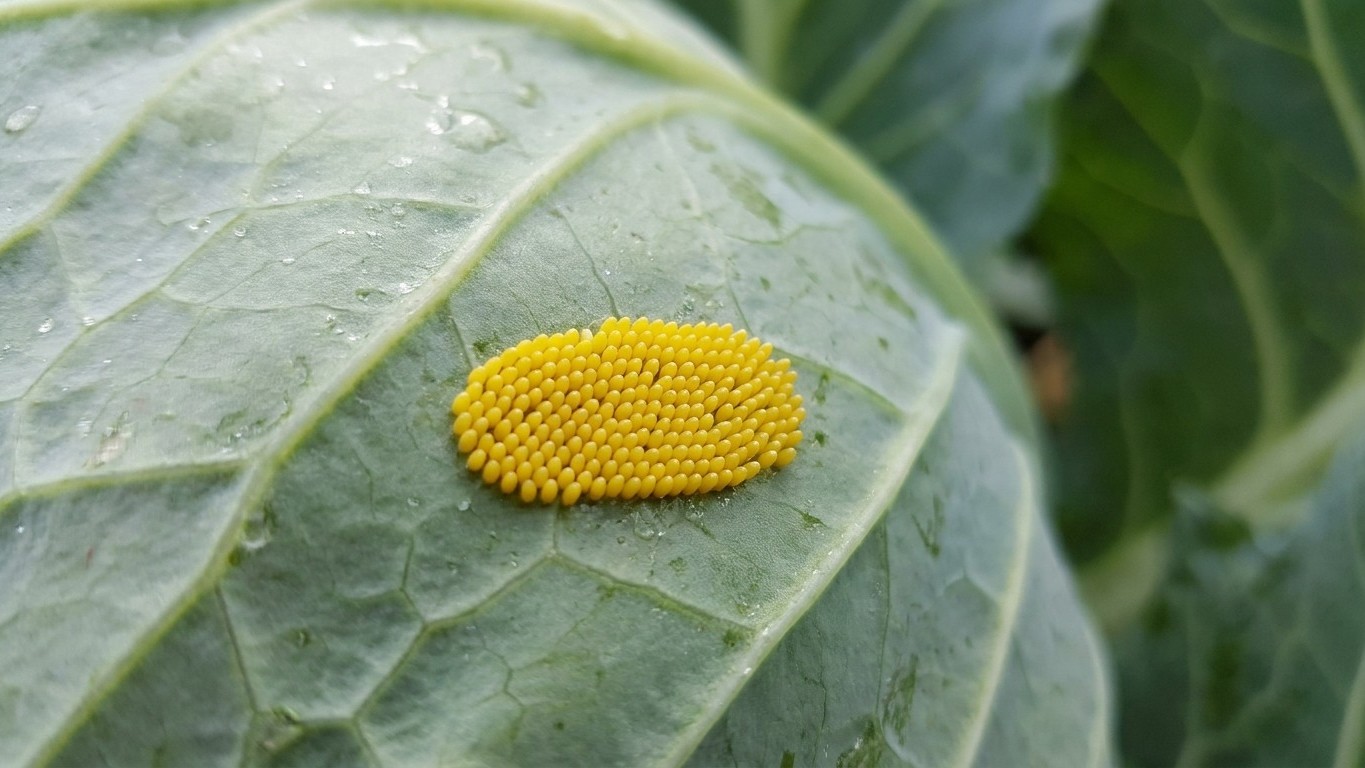 Si de petits amas jaunes tapissent le dessous de vos feuilles de chou en août, ce n'est pas du pollen : et arracher la feu...