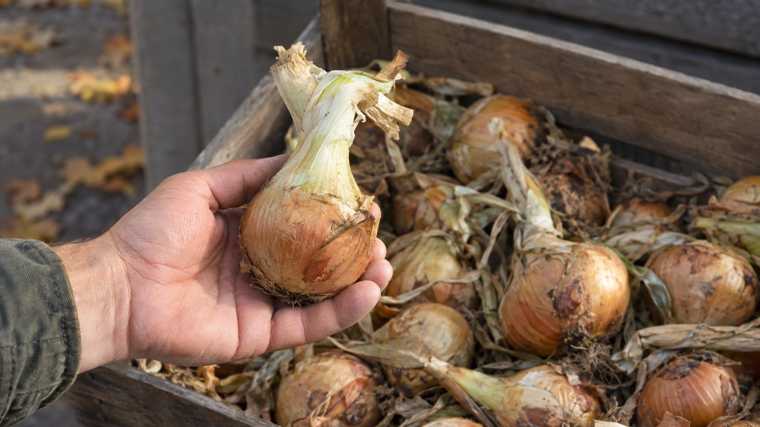 « Je pensais que tous mes oignons pouvaient finir dans le même filet » : pourquoi un seul au collet trop épais a suffi à p...