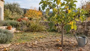 Pourquoi mon figuier perd ses feuilles en été