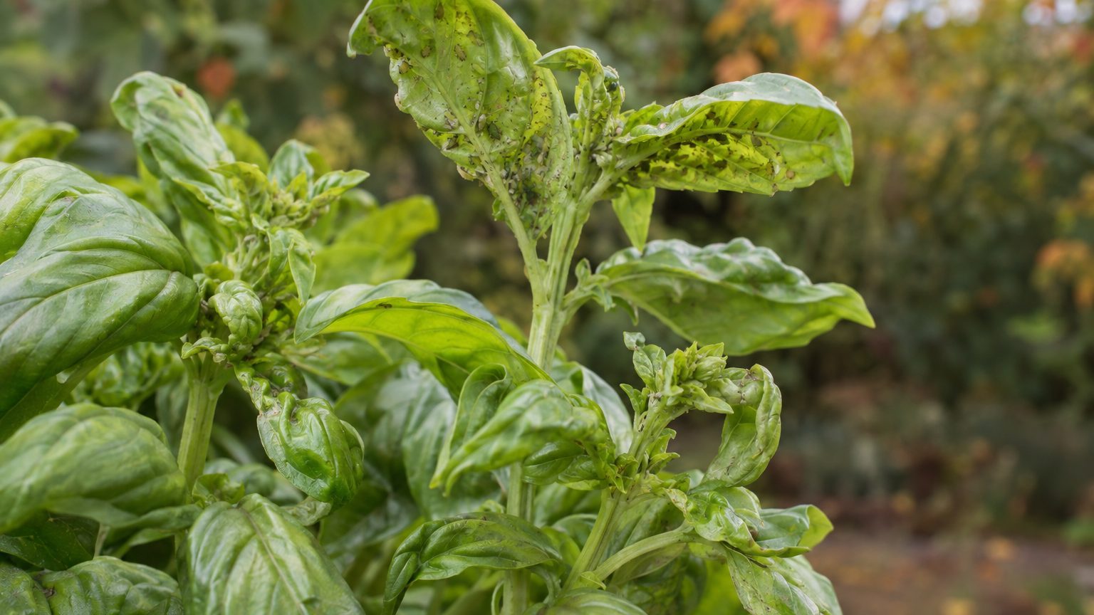 Pucerons basilic : identification, prévention et traitement naturel